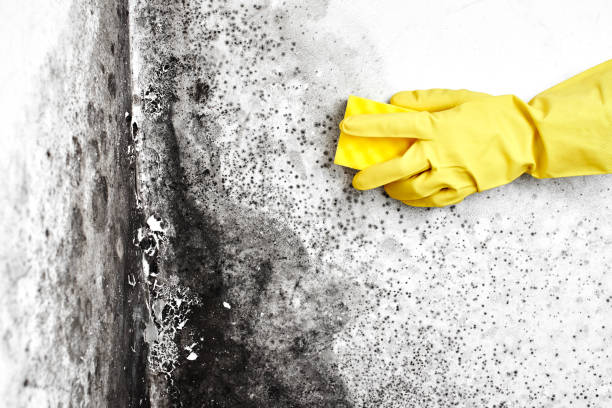 Best Office Mold Removal Services  in Alum Rock, CA