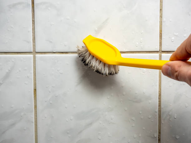 Trusted Alum Rock, CA Mold Removal Experts