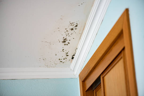 Best Mold Testing  in Alum Rock, CA