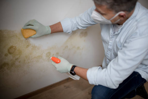 Best Professional Mold Removal  in Alum Rock, CA