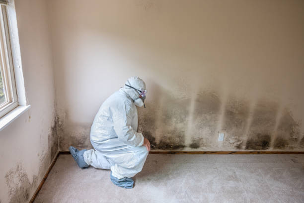 Best Mold Testing  in Alum Rock, CA