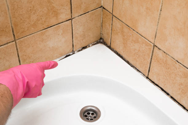 Best Mold Damage Repair  in Alum Rock, CA